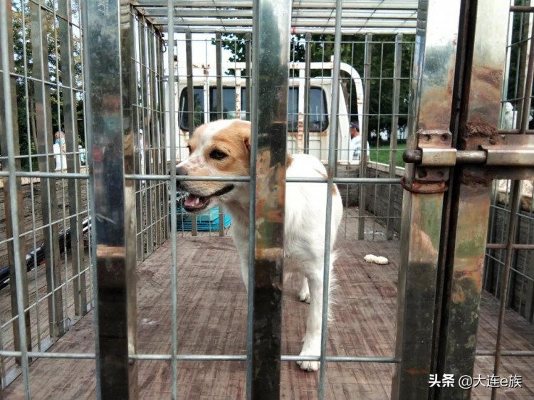 清理捕捉流浪犬！给它一个更好的家