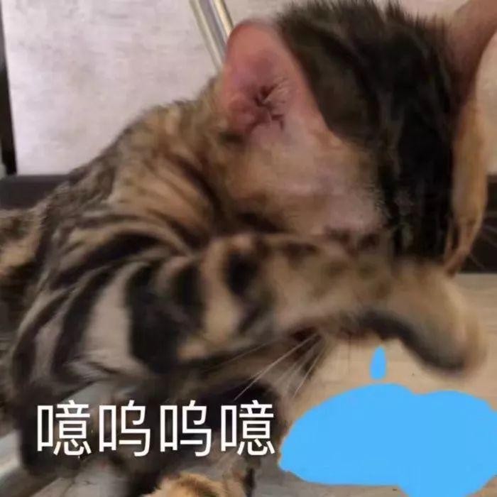 自动喂食器在遭受毫无猫性的摧残后，主人终于想到了保护的好方法