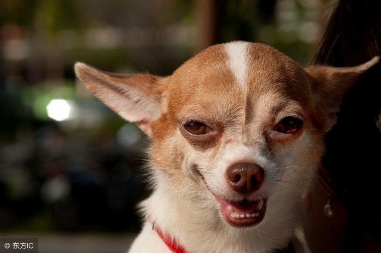 最凶猛的五种小型犬排名法斗也上榜