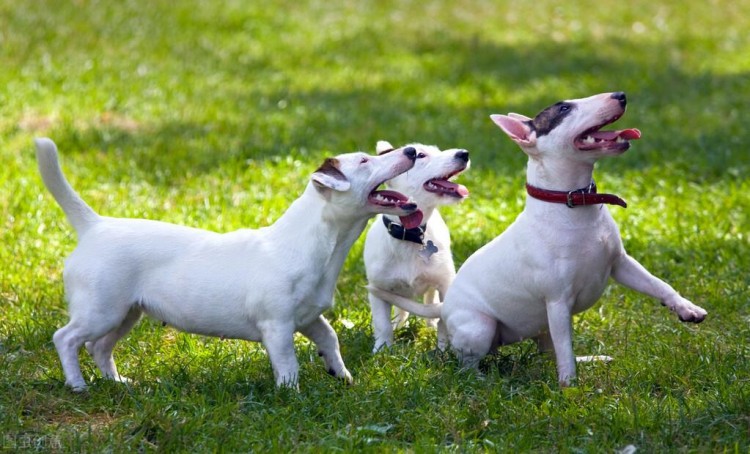 留意这几种中小型犬，它们非常危险，小心它咬你