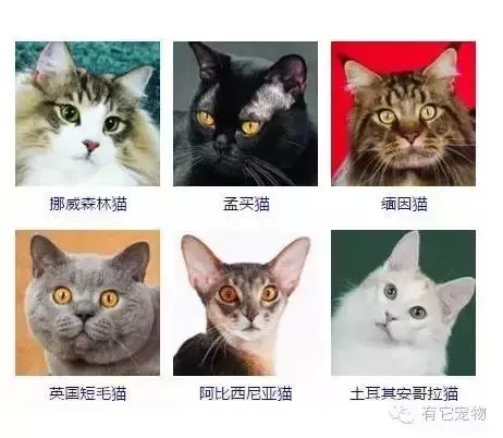 《宠物知识》猫咪品种大全，看看世界上最神奇的两种猫！