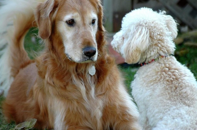 贵宾犬好还是金毛犬好？说实话，两个我都想养