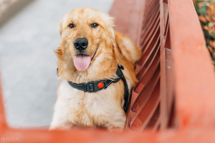 贵宾犬好还是金毛犬好说实话两个我都想养