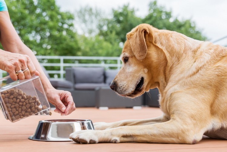 中型犬吃什么狗粮好，性价比高