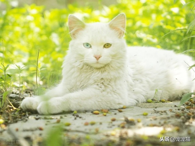 土猫可以当宠物猫养吗它们有什么不同的地方