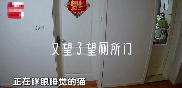 上海一女子在厕所时卧室门却被打开看监控后：宠物猫成精了