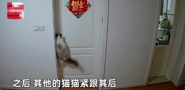 上海一女子在厕所时卧室门却被打开看监控后：宠物猫成精了