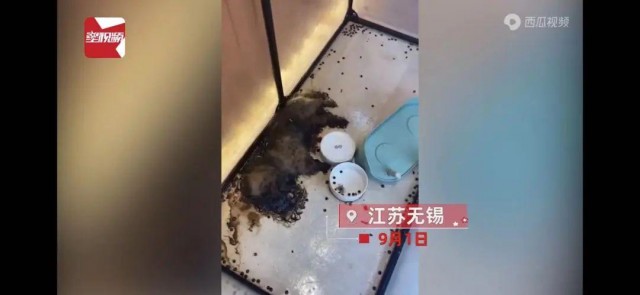 宠物店停业半个月，多只猫狗因无人喂养而发臭生蛆