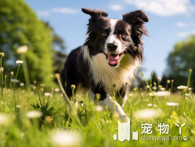 “最护主”的5种小型犬，一生只认一个主人，是你家的狗吗？